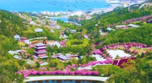4月20日至5月5日威海赤山景區(qū)邀您共度浪漫櫻花季！