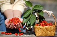 5月18日至6月16日，“櫻桃之約”邀你共赴！